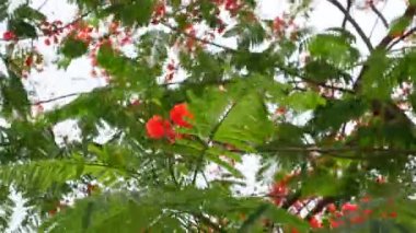 Yaz çiçeği Krishnachura (Delonix regia) veya Tavuskuşu Çiçekleri tüm ağaçta çiçek açıyor. Kırmızı-yeşil çiçek arka planı. 4k video.