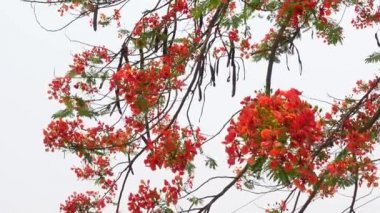 Yaz çiçeği Krishnachura (Delonix regia) veya Tavuskuşu Çiçekleri tüm ağaçta çiçek açıyor. Kırmızı-yeşil çiçek arka planı. 4k video.