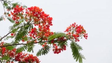 Yaz çiçeği Krishnachura (Delonix regia) veya Tavuskuşu Çiçekleri tüm ağaçta çiçek açıyor. Kırmızı-yeşil çiçek arka planı. 4k video.