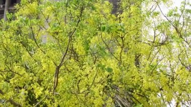 Altın yağmur ağacı, kanafistül ve Bangladeş 'te Sonalu ful olarak bilinen Cassia fistülü Bangladeş' in Dhaka kentindeki bir parkta çiçekleniyor. Sarı çiçek arka planı. 4k Video. 