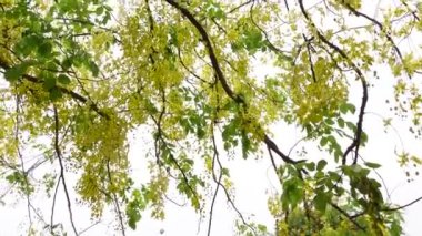 Altın yağmur ağacı, kanafistül ve Bangladeş 'te Sonalu ful olarak bilinen Cassia fistülü Bangladeş' in Dhaka kentindeki bir parkta çiçekleniyor. Sarı çiçek arka planı. 4k Video. 