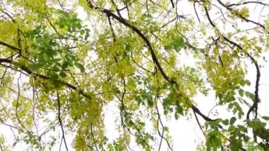 Altın yağmur ağacı, kanafistül ve Bangladeş 'te Sonalu ful olarak bilinen Cassia fistülü Bangladeş' in Dhaka kentindeki bir parkta çiçekleniyor. Sarı çiçek arka planı. 4k Video. 