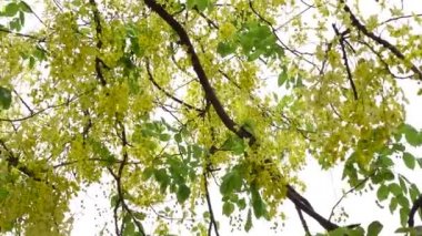 Altın yağmur ağacı, kanafistül ve Bangladeş 'te Sonalu ful olarak bilinen Cassia fistülü Bangladeş' in Dhaka kentindeki bir parkta çiçekleniyor. Sarı çiçek arka planı. 4k Video. 