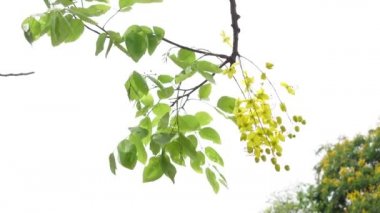 Altın yağmur ağacı, kanafistül ve Bangladeş 'te Sonalu ful olarak bilinen Cassia fistülü Bangladeş' in Dhaka kentindeki bir parkta çiçekleniyor. Sarı çiçek arka planı. 4k Video. 