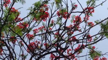 Yaz çiçeği Krishnachura (Delonix regia) veya Tavuskuşu Çiçekleri tüm ağaçta çiçek açıyor. Kırmızı-yeşil çiçek arka planı. 4k video.