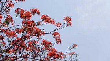 Yaz çiçeği Krishnachura (Delonix regia) veya Tavuskuşu Çiçekleri tüm ağaçta çiçek açıyor. Kırmızı-yeşil çiçek arka planı. 4k video.