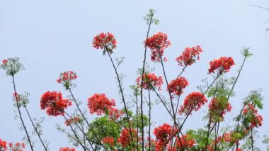 Yaz çiçeği Krishnachura (Delonix regia) veya Tavuskuşu Çiçekleri tüm ağaçta çiçek açıyor. Kırmızı-yeşil çiçek arka planı. 4k video.
