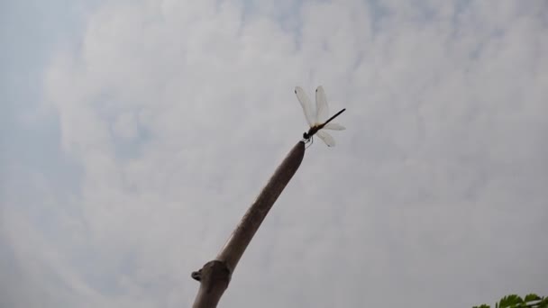 Una Libélula Sentada Balanceándose Viento Palo Bambú Seco Frente Del — Vídeos de Stock