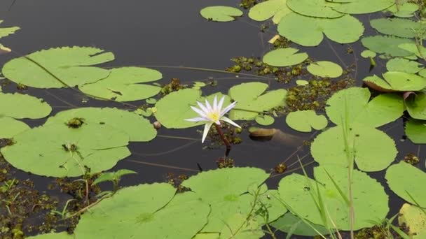 Квітка Білої Водної Лілії Цвіте Ставку Оточеному Зеленим Листям Тло — стокове відео
