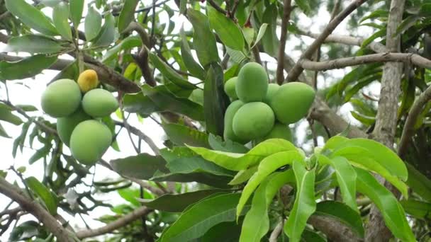 Зеленые Незрелые Плоды Манго Висят Дереве Зеленый Фруктовый Фон Вид — стоковое видео