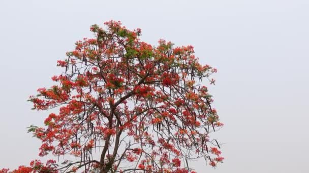 Letni Kwiat Krishnachura Delonix Regia Lub Paw Kwiaty Kwitnie Drzewie — Wideo stockowe