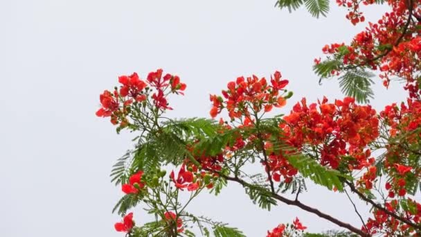 Sommarblomman Krishnachura Delonix Regia Eller Peacock Flowers Blommar Hela Trädet — Stockvideo