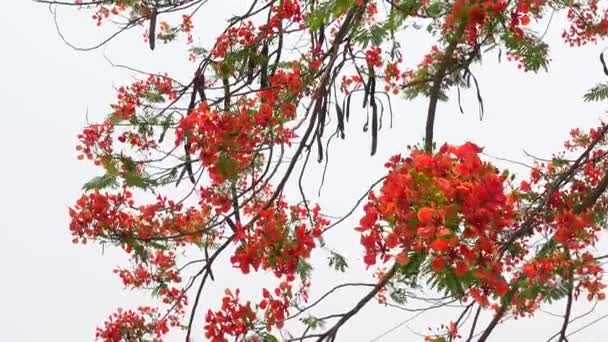 Sommarblomman Krishnachura Delonix Regia Eller Peacock Flowers Blommar Hela Trädet — Stockvideo