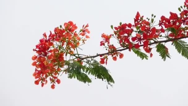 Sommarblomman Krishnachura Delonix Regia Eller Peacock Flowers Blommar Hela Trädet — Stockvideo