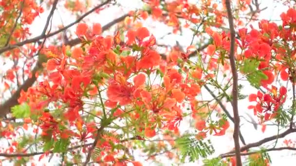 Flor Verão Krishnachura Delonix Regia Pavão Flores Está Florescendo Toda — Vídeo de Stock