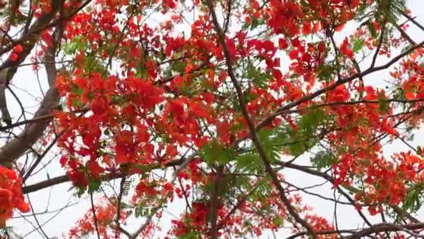 Flor Verão Krishnachura Delonix Regia Pavão Flores Está Florescendo Toda — Vídeo de Stock