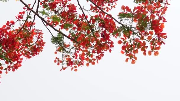 夏花Krishnachura Delonix Regia 或孔雀花盛开在整棵树上 红绿的花朵背景 4K视频 — 图库视频影像