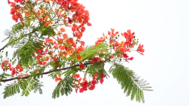 Sommarblomman Krishnachura Delonix Regia Eller Peacock Flowers Blommar Hela Trädet — Stockvideo