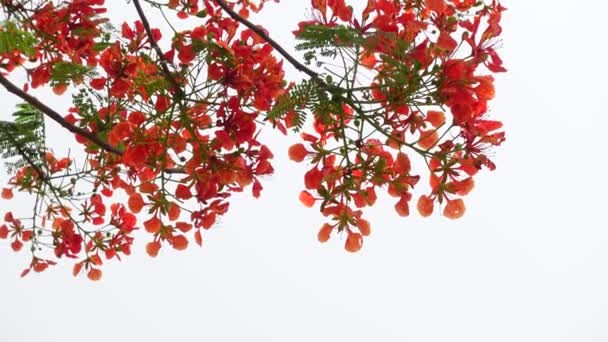 Sommerblume Krishnachura Delonix Regia Oder Pfauenblumen Blühen Auf Dem Ganzen — Stockvideo