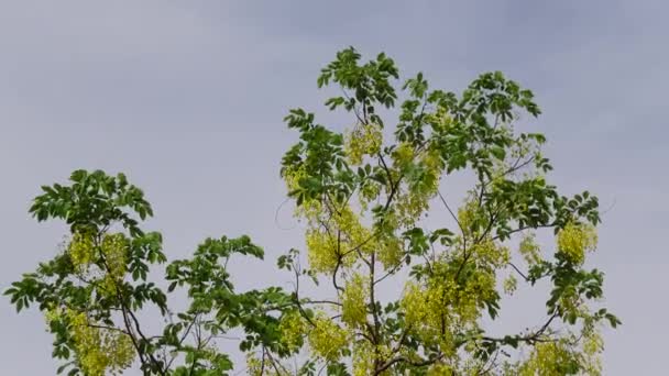 Fístula Cássia Conhecida Como Árvore Chuva Dourada Canafistula Bangladesh Sua — Vídeo de Stock