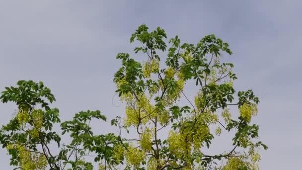 Кассия Фистула Известная Золотое Дождевое Дерево Canafistula Бангладеш Называют Sonalu — стоковое видео