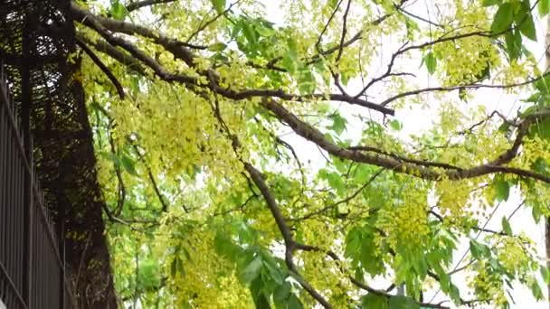 Cassia Fistula Відома Золоте Дощове Дерево Canafistula Бангладеш Вона Відома — стокове відео