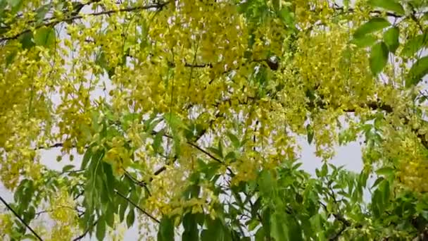 Gelbe Cassia Fistelblüten Bekannt Als Goldener Regenbaum Blühen Auf Einem — Stockvideo