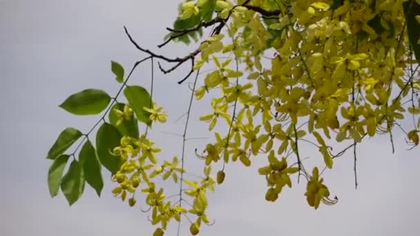 黄色的相思病花被称为金黄色的雨树 在绿树上盛开盛开 黄色的花绿色背景 慢动作视频 — 图库视频影像