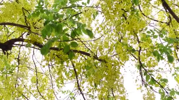 Кассия Фистула Известная Золотое Дождевое Дерево Canafistula Бангладеш Называют Sonalu — стоковое видео