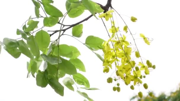 Fistule Cassia Connue Sous Nom Arbre Pluvieux Doré Canafistule Bangladesh — Video