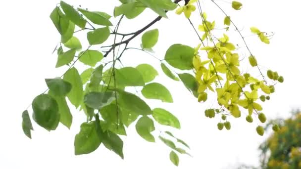 在孟加拉国达卡的一个公园里 卡西亚瘘管病 被称为金黄色的雨树 在孟加拉国被称为Sonalu Ful 正在盛开 黄色的花朵背景 4K视频 — 图库视频影像