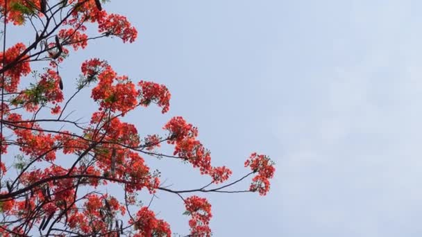 Flor Verão Krishnachura Delonix Regia Pavão Flores Está Florescendo Toda — Vídeo de Stock