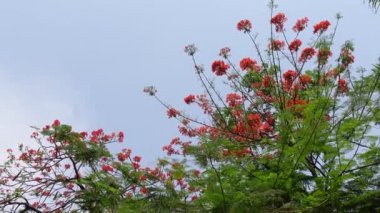 Yaz çiçeği Krishnachura (Delonix regia) veya Tavuskuşu Çiçekleri tüm ağaçta çiçek açıyor. Kırmızı-yeşil çiçek arka planı. 4k video.