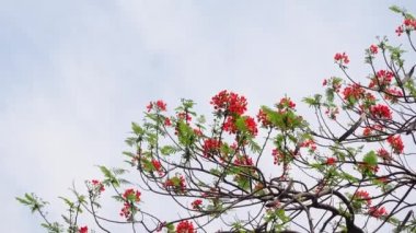 Yaz çiçeği Krishnachura (Delonix regia) veya Tavuskuşu Çiçekleri tüm ağaçta çiçek açıyor. Kırmızı-yeşil çiçek arka planı. 4k video.