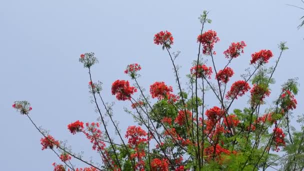 Sommarblomman Krishnachura Delonix Regia Eller Peacock Flowers Blommar Hela Trädet — Stockvideo