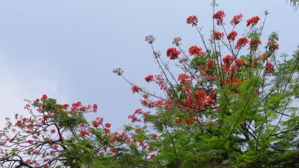 Sommarblomman Krishnachura Delonix Regia Eller Peacock Flowers Blommar Hela Trädet — Stockvideo