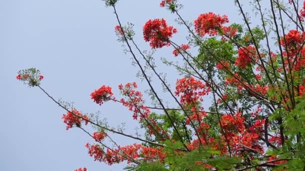 Flor Verão Krishnachura Delonix Regia Pavão Flores Está Florescendo Toda — Vídeo de Stock