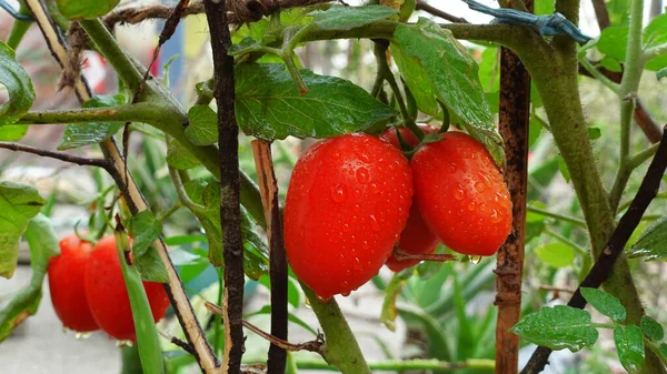 Világos Piros Narancs Színű Friss Paradicsom Lóg Ágak Növény Tetőn — Stock Fotó