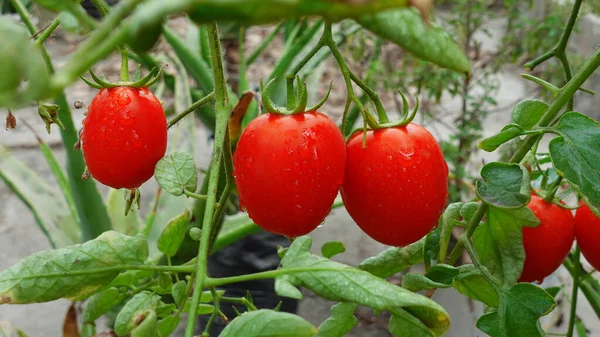 Vörös Paradicsom Zöldségek Lógnak Egy Ágon Tetőkertben Természetes Zöldségek Termesztése — Stock Fotó