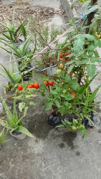 屋上庭園の枝には赤いトマトの野菜がかかっています 野菜園で天然野菜を育てる — ストック写真