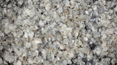 Çiğ, büyük balık pullarını temizledi. Temizlenmiş balık pulları güneşte kuruyor. Çiğ ve temiz balık pulları güneşte kurutularak işleniyor. Soyut doku arkaplanı.