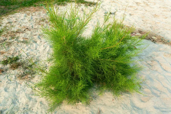 Tamarix Dioica Arbusto Siempreverde Arreglado Arbusto Tamarix Dioica Plántulas Árboles —  Fotos de Stock