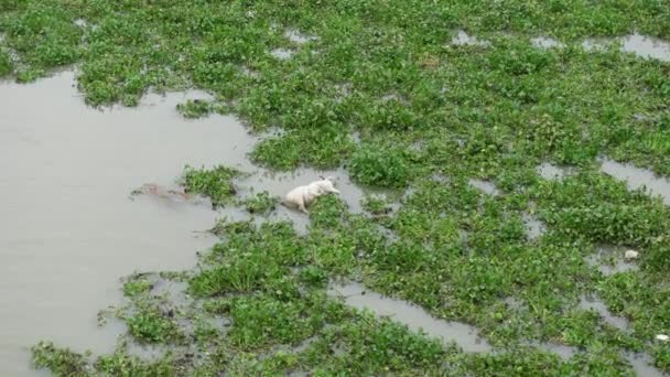 Мертві Корови Плавають Воді Туші Корови Опухають Річковій Воді Корова — стокове відео