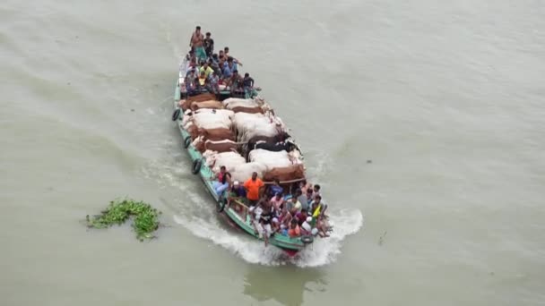 Sellers Transporting Sacrificial Animals Boat Cattle Market Dhaka Ahead Eid — Stock Video