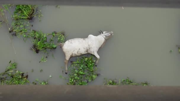 Mrtvé Krávy Plovoucí Vodě Mrtvola Krávy Nateklá Říční Vodě Kráva — Stock video