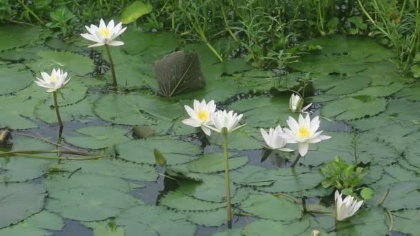 池に咲く睡蓮 ニンパ科 雨季には川や池に白い睡蓮が咲き誇ります バングラデシュの国花 — ストック動画