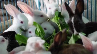 Kafesin içinde, bazı beyaz-pembe tavşanlar yeşil yapraklı sebzeler yiyorlar. Beyaz-pembe evcil tavşan kafesin içinde yemek yiyor.. 