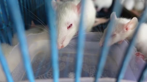 White Mouse Red Eyes Pink Trails Drinking Water Water Pot