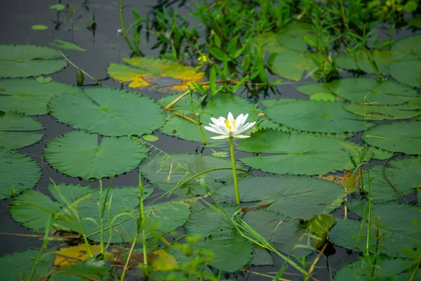 Water Lily (Nymphaeaceae, water lilies, lilly) blooming in pond. Rivers and ponds are filled with white water lilies during the rainy season. The national flower of Bangladesh.