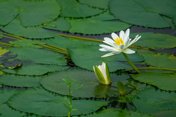 Water Lily (Nymphaeaceae, water lilies, lilly) blooming in pond. Rivers and ponds are filled with white water lilies during the rainy season. The national flower of Bangladesh.